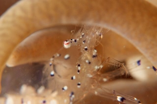 「ニセアカホシカクレエビ」のサムネイル画像