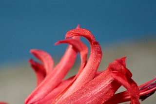 「ダイヤモンドリリー(ネリネ)」のサムネイル画像