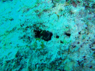 「カエルウオ(無印くん)」のサムネイル画像