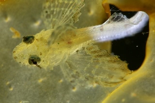 「オコゼカジカ」のサムネイル画像