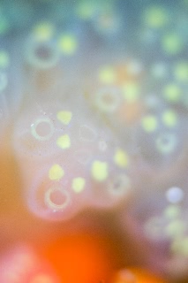 「ホヤの仲間」のサムネイル画像