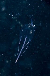 「ジェリーフィッシュライダー」のサムネイル画像