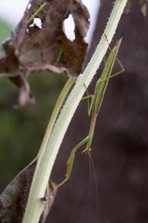 「カマキリ」のサムネイル画像