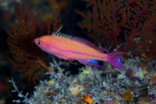 「フチドリハナダイ」のサムネイル画像