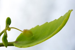 「セイロンベンケイ(はからめ,葉から芽,マザーリーフ)」のサムネイル画像