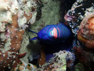 「ブチブダイ」のサムネイル画像