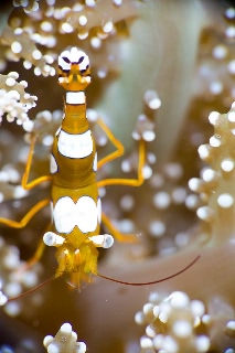 「イソギンチャクモエビ」のサムネイル画像