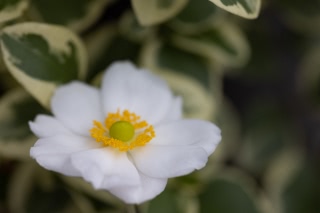 「シュウメイギク」のサムネイル画像