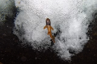 「オショロコマ(カラフトイワナ)」のサムネイル画像