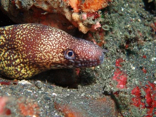 「ワカウツボ」のサムネイル画像