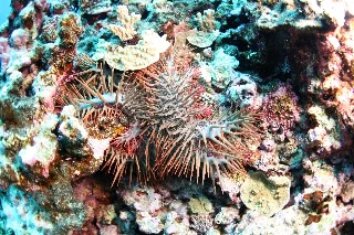 「オニヒトデ」のサムネイル画像