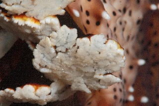 「クロエリナマコ(Graffiti sea cucumber,クロテナマコ,オハグロナマコ)」のサムネイル画像