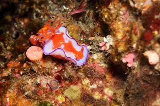 「ニシキウミウシ」のサムネイル画像