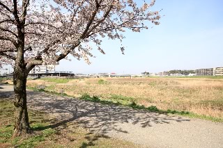 「ソメイヨシノ(染井吉野)」のサムネイル画像