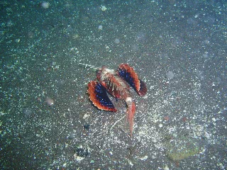 「セトミノカサゴ」のサムネイル画像