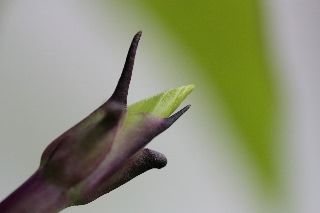 「ヨルガオ」のサムネイル画像