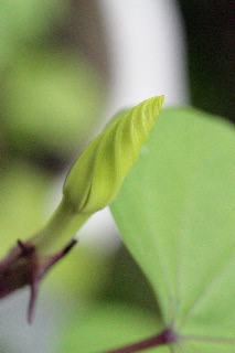 「ヨルガオ」のサムネイル画像