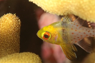 「マンジュウイシモチ」のサムネイル画像