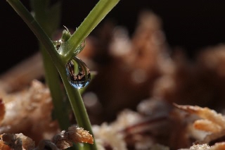 「スイートピー(カオリエンドウ,ジャコウレンリソウ,ジャコウエンドウ)」のサムネイル画像