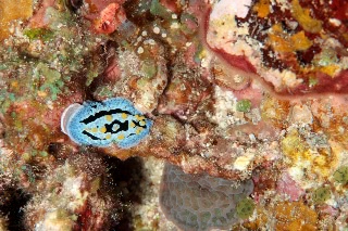 「ソライロイボウミウシ」のサムネイル画像