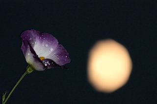 「トルコキキョウ」のサムネイル画像