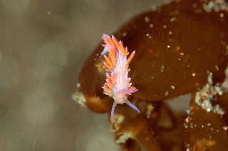 「セトミノウミウシ」のサムネイル画像