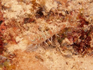 「エビの仲間」のサムネイル画像