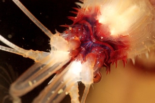「オトヒメエビ(Banded boxer shrimp)」のサムネイル画像
