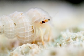 「アカツメサンゴヤドカリ」のサムネイル画像