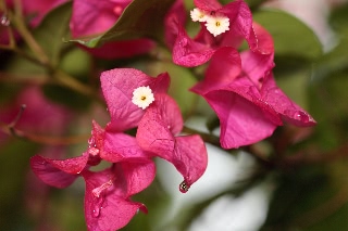 「植物の仲間」のサムネイル画像