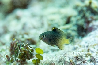 「フチドリスズメダイ」のサムネイル画像