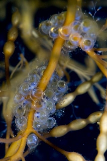 「シワイカナゴ」のサムネイル画像