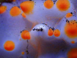 「二次鰓」のサムネイル画像