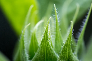 「ヒマワリ」のサムネイル画像