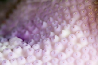 「サンゴの仲間」のサムネイル画像