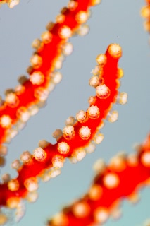 「サンゴの仲間」のサムネイル画像