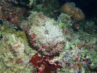 「オニダルマオコゼ」のサムネイル画像