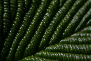 「オオデマリ」のサムネイル画像