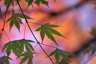 「無題」のサムネイル画像