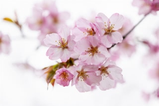 「オオヤマザクラ(エゾヤマザクラ,ベニヤマザクラ)」のサムネイル画像