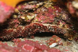 「ヤツデヒトデ」のサムネイル画像