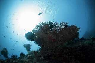 「無題」のサムネイル画像