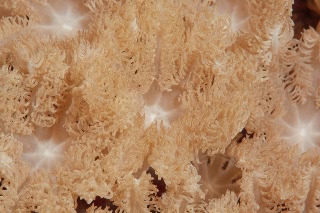 「サンゴの仲間」のサムネイル画像