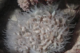 「サンゴの仲間」のサムネイル画像