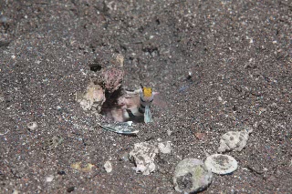 「ネジリンボウ(Yellownose shrimp goby)」のサムネイル画像