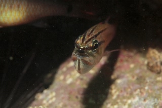 「ネンブツダイ」のサムネイル画像