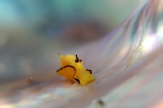 「オレンジウミコチョウ」のサムネイル画像