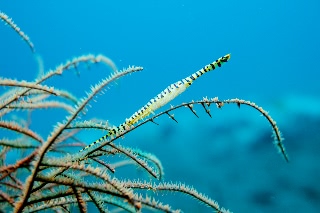 「ゴルゴニアンシュリンプ(Saw blade shrimp,gorgonian shrimp)」のサムネイル画像