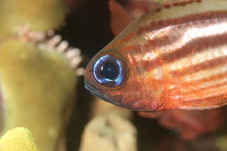 「ヒラテンジクダイ(Split-banded cardinalfish,Blue-eyed cardinalfish)」のサムネイル画像