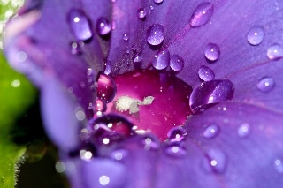 「桔梗咲き朝顔」のサムネイル画像